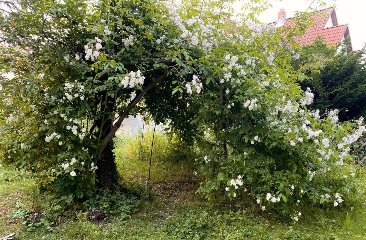 Gronocottage Bad Harzburg Kültér fotó